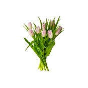 Tulpaner 9-pack i varierande färger från Blomsterboda.