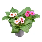 Jordviva enkelblommig 10,5cm rosa.