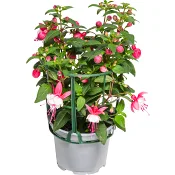 Fuchsia 11,5cm kruka Höjd 30cm varierande färger.
