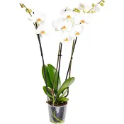 Phalanopsis 3 Stänglad.
