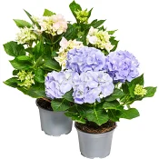 Hortensia 4-grenad 13cm kruka varierande färger ICA.