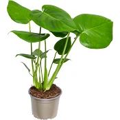 Monstera 14cm kruka Höjd 50cm.