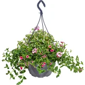 Ampel Petunia 27 cm.