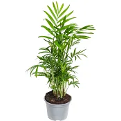 Bergpalm 12 cm.