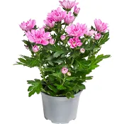Krysantemum 11,5 cm.