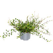 Muehlenbeckia 10,5cm kruka ICA.