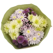 Krysantemum stilig 50 cm.