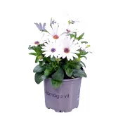 Stjärnöga 11 cm vit SE.