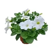 Hängpetunia storblommig vit.