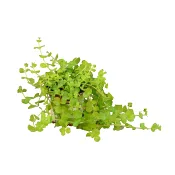 Penningblad 10,5 cm.