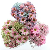 Bukett Spectra 50cm x6.