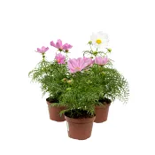 Rosenskära 12,5 cm.