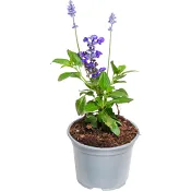 Daggsalvia 12 cm ICA.