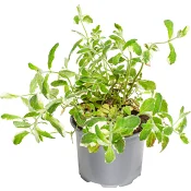 Kryddväxt 13 cm ICA.