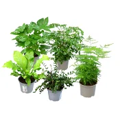 Gröna växter, 12cm varierande sorter.