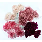 Storblommiga nejlikor 5 pack 50 cm.