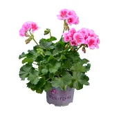 Årets pelargon 12cm kruka Höjd 25cm.