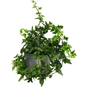 Murgröna rankor 12 cm ICA.