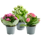 Kalanchoe 6cm kruka Höjd 12cm varierande färger.