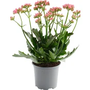 Kalanchoe brokbladig 10,5cm Höjd 26cm.