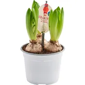 Hyacint ICA 3p vit 12cm.