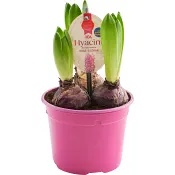 Hyacint 3 plant rosa 12cm ICA.