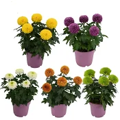 Krysantemum Flowerpops 14cm.