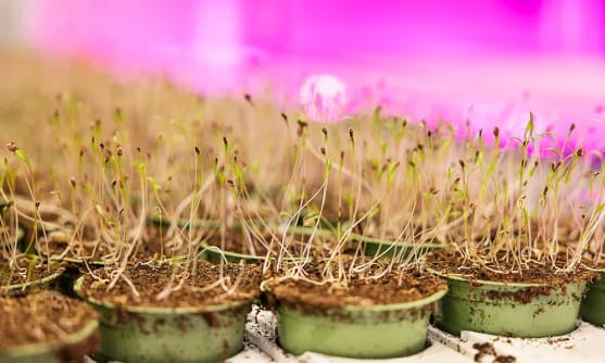 Kryddodling där krukor med färska kryddor står på rad i ett rum med lila ljus.