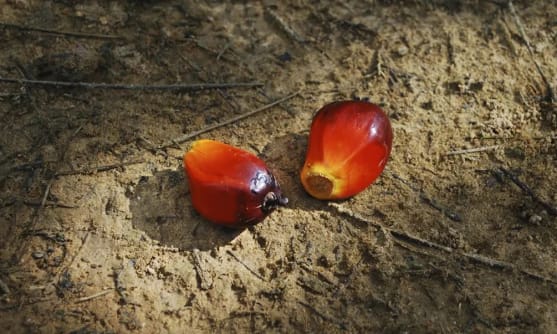 Frukter från palmoljeträd