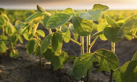 Sojaplantage med sojaplantor i jord