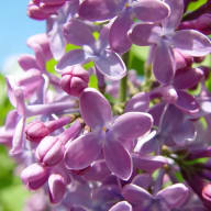 En blomställning med syrener i närbild mot en oskarp bakgrund.