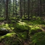 En skogsglänta med mossa täckande marken och utspridda stenar mellan höga träd.