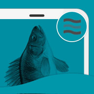 En fisk sticker upp ur en smartphone-liknande form mot en enfärgad bakgrund.