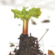 En rabarberplanta med blad och stjälk växer ur en jordklump.