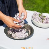 Syrenblommor rensas från skaft och blad.