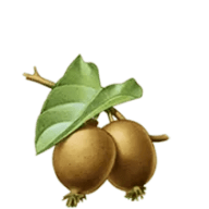 Två frukter med blad på en kvist.