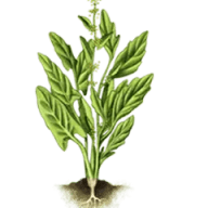 En växt med stora blad och en blomställning växer ur marken med synliga rötter.
