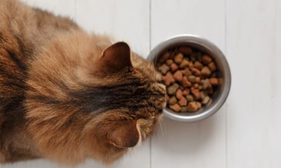 Katt äter ur sin skål.