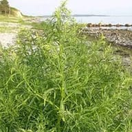 En växt med långa smala blad växer nära en stenig strand med vatten i bakgrunden.