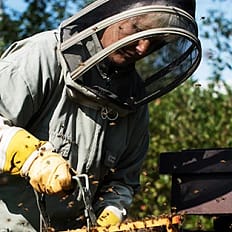 En person i skyddsdräkt och ansiktsmask hanterar en bikupa med bin på en bikupelåda utomhus.