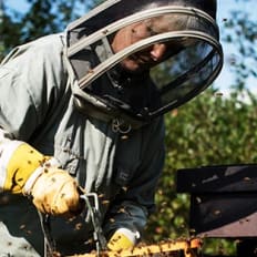 En person i skyddsdräkt och ansiktsmask hanterar en bikupa med bin på en bikupelåda utomhus.