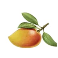 En mango med blad och stjälk.