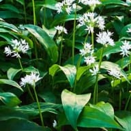 Täta gröna växter med långa blad och vita blomställningar växer i en frodig miljö.