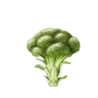 En broccoli med tydlig stam och tät blomställning.