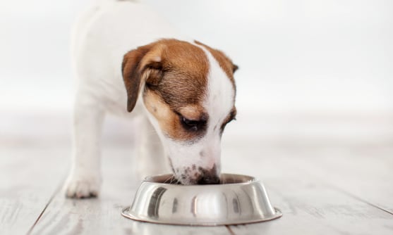 Hund äter ur sin matskål.