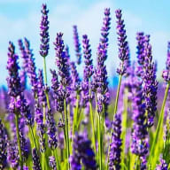 Lavendel