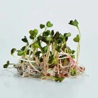 Groddar med små gröna blad växer på en vit yta.