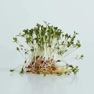 Groddar växer i en tät klunga med långa vita stjälkar och små gröna blad på toppen.