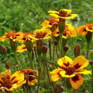 Kryddtagetes