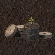 En liten planta växer ur en jordklump omgiven av flera runda föremål på mörk jord.